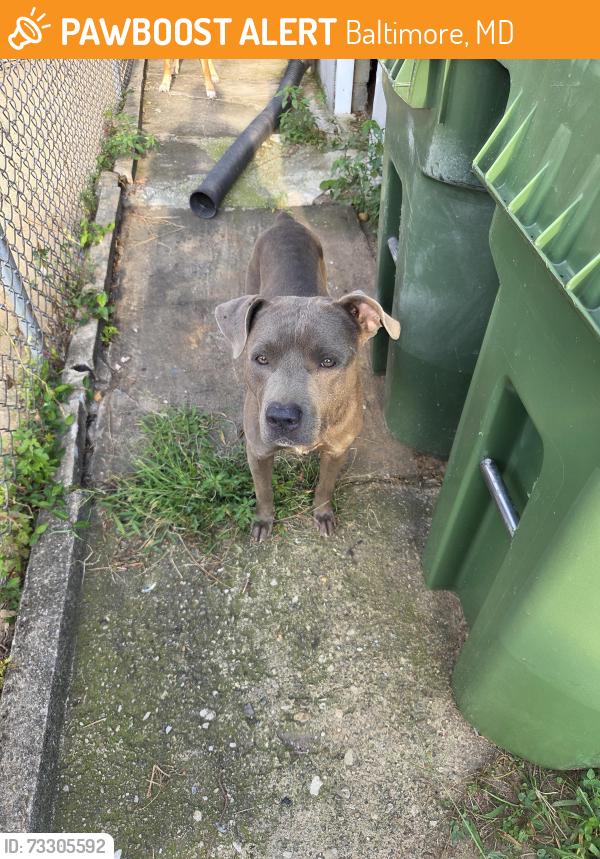 Found/Stray Male Dog last seen Under hse, Baltimore, MD 21229