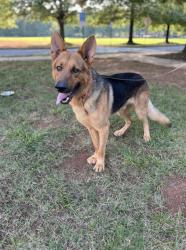 Shelter Stray Male Dog last seen CHARLOTTE, 8315 Byrum Dr, Charlotte, NC 28217, USA