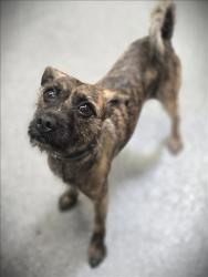 Shelter Stray Male Dog last seen , 3201 Lacy St, Los Angeles, CA 90031, USA