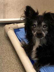Shelter Stray Male Dog last seen Near BLOCK S RIDGECREST DR, 4522 W 3500 S, West Valley City, UT 84120, USA