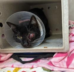 Shelter Stray Male Cat last seen PARMA/MILAN, 92602, 6443 Oak Canyon, Irvine, CA 92618, USA