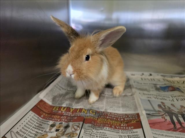 Shelter Stray Female Other last seen , 1850 W 60th St, Los Angeles, CA 90047, USA