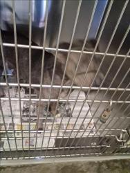Shelter Stray Female Dog last seen , 1850 W 60th St, Los Angeles, CA 90047, USA