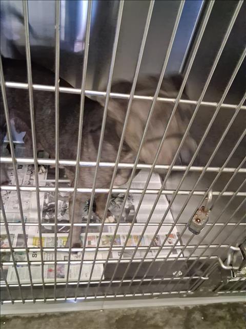 Shelter Stray Female Dog last seen , 1850 W 60th St, Los Angeles, CA 90047, USA