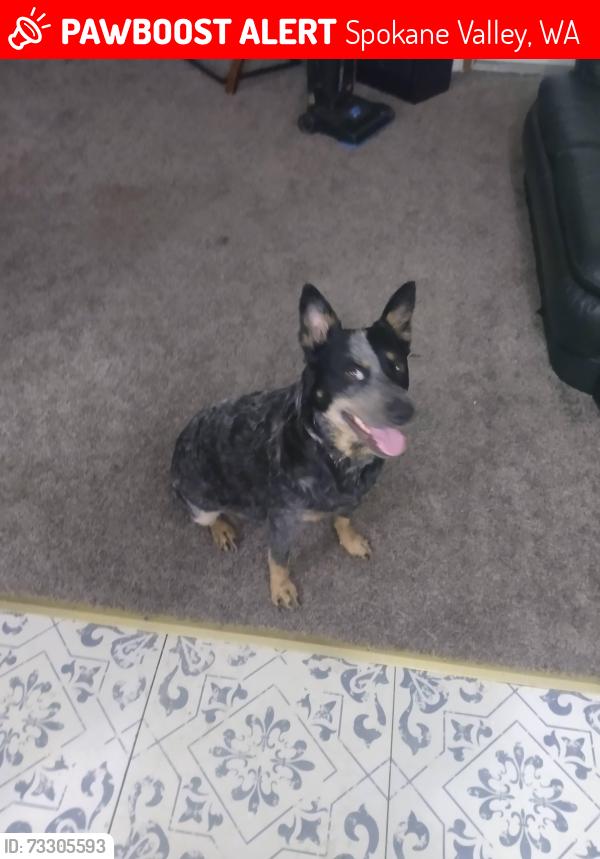 Lost Female Dog last seen Wellsley, Spokane Valley, WA 99027