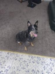 Lost Female Dog last seen Wellsley, Spokane Valley, WA 99027