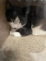 Shelter Stray Male Cat last seen Near BLOCK VIA CASITAS DR, HEMET, CA, 581 S Grand Ave, San Jacinto, CA 92582, USA