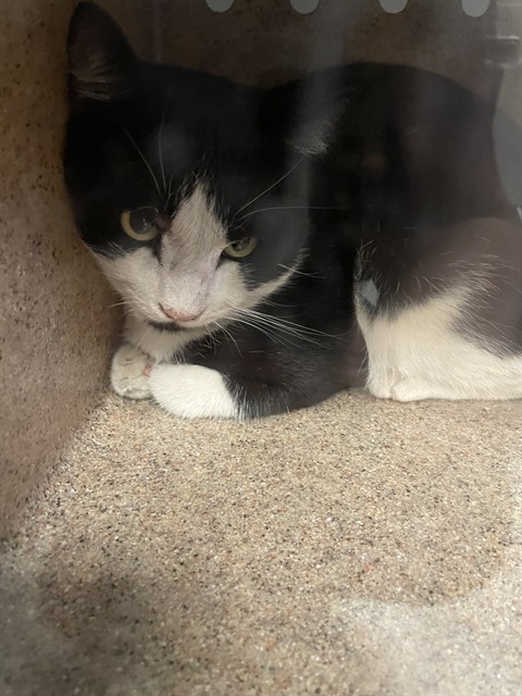 Shelter Stray Male Cat last seen Near BLOCK VIA CASITAS DR, HEMET, CA, 581 S Grand Ave, San Jacinto, CA 92582, USA