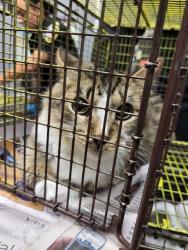 Shelter Stray Female Cat last seen SW 410 LOOP, 4710 TX-151, San Antonio, TX 78227, USA