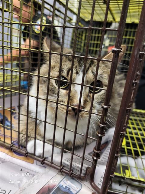Shelter Stray Female Cat last seen SW 410 LOOP, 4710 TX-151, San Antonio, TX 78227, USA