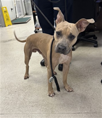 Shelter Stray Male Dog last seen , 11361 W Pico Blvd, Los Angeles, CA 90064, USA