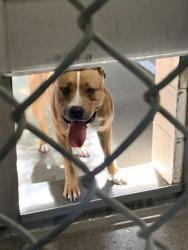 Shelter Stray Male Dog last seen CENTER PKWY & JACINTO AVE, 2127 Front St, Sacramento, CA 95818, USA
