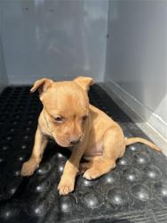 Shelter Stray Female Dog last seen BANNON ST & RICHARDS BLVD, 2127 Front St, Sacramento, CA 95818, USA