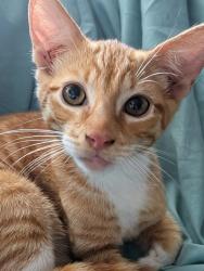 Found/Stray Male Cat last seen Industrial, Chula Vista, CA 91911