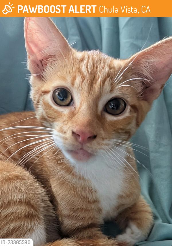 Found/Stray Male Cat last seen Industrial, Chula Vista, CA 91911
