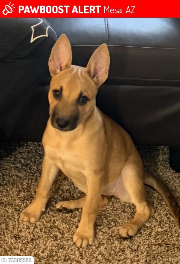 Lost Female Dog last seen Main and Gilbert Rd, Mesa, AZ 85203