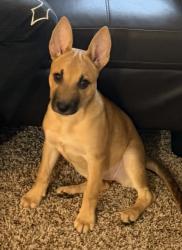 Lost Female Dog last seen Main and Gilbert Rd, Mesa, AZ 85203