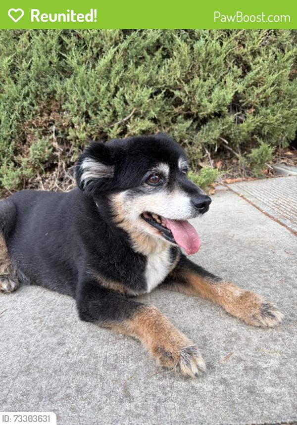 Reunited Male Dog last seen Arbolado and Waterford lane Walnut Creek, Walnut Creek, CA 94598