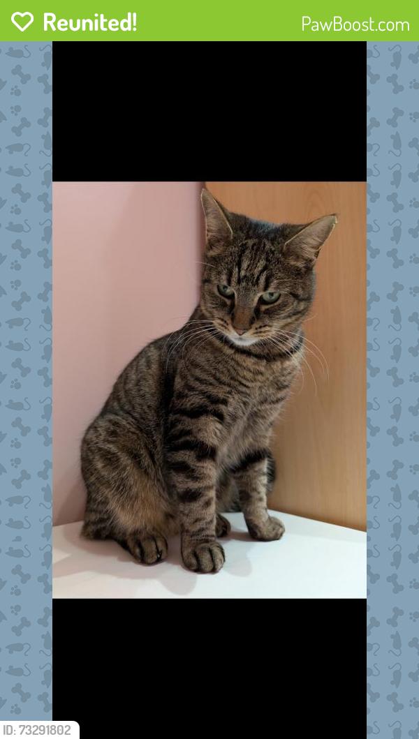Reunited Male Cat last seen Seen in between Boscombe/Cromer block, Greater London, England SW17 9QS