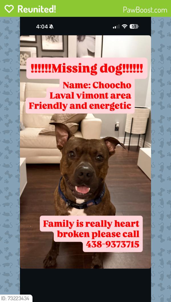Reunited Male Dog last seen Chopin, Laval, QC H7M 2J3