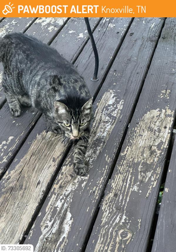 Found/Stray Unknown Cat last seen Woodbine, Knoxville, TN 37914