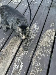 Found/Stray Unknown Cat last seen Woodbine, Knoxville, TN 37914