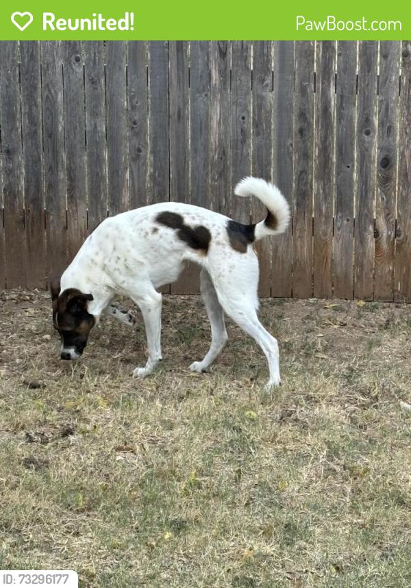 Reunited Female Dog last seen Scottsdale and Winslow, Leander, TX 78641