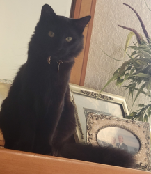 Reunited Male Cat last seen Near Roosevelt Ln, Huntington Beach, CA 92649, USA, Huntington Beach, CA 92649