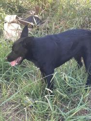 Found/Stray Male Dog last seen By the smart n final, Oxnard, CA 93033