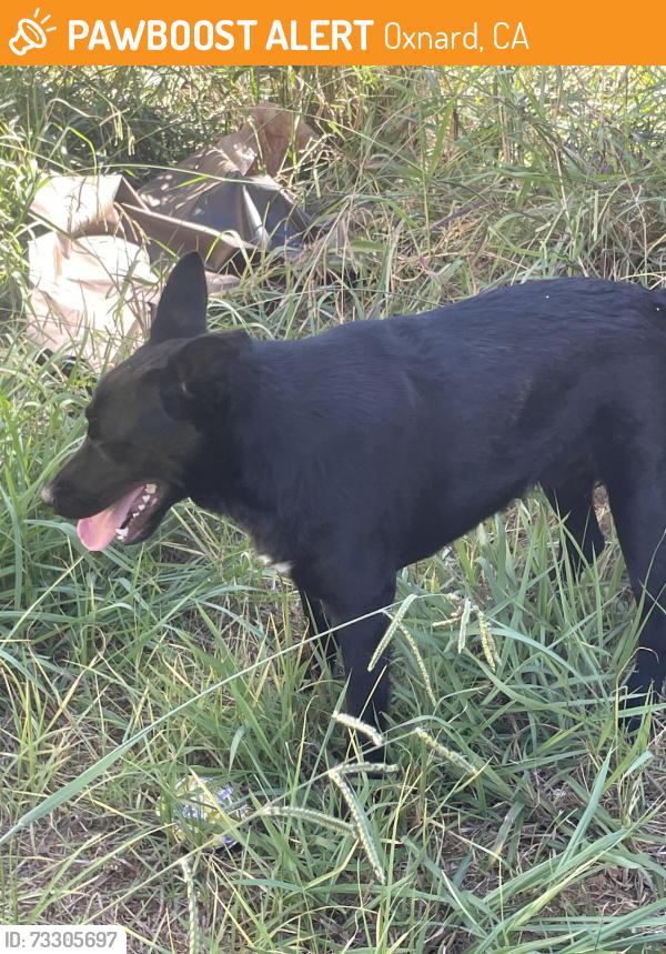 Found/Stray Male Dog last seen By the smart n final, Oxnard, CA 93033
