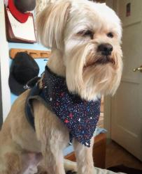 Reunited Male Dog last seen Franklin & Resevoir, Pomona, CA 91766