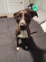 Lost Female Dog last seen Yorkborough Park, Thornton, CO 80229