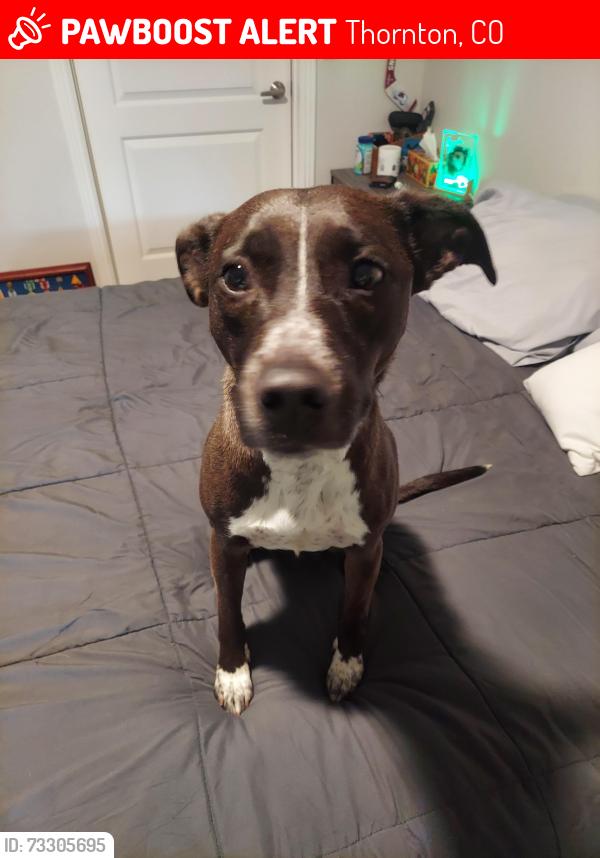 Lost Female Dog last seen Yorkborough Park, Thornton, CO 80229