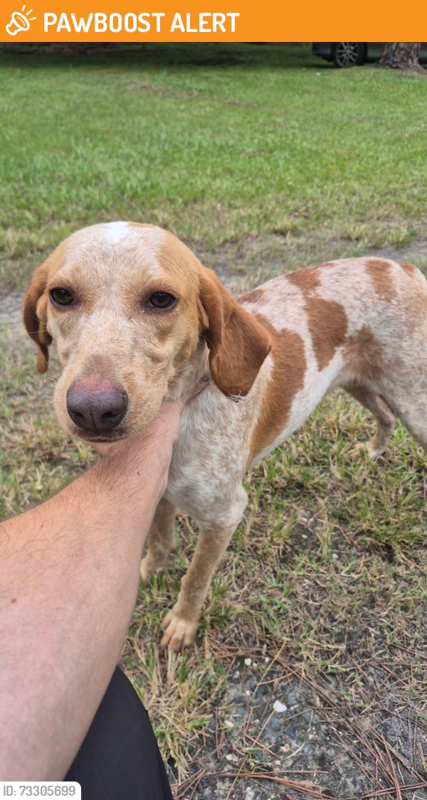 Found/Stray Unknown Dog last seen Pam’s way Geneva, Seminole County, FL 32732