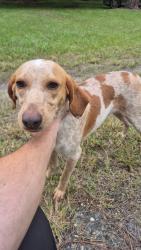 Found/Stray Unknown Dog last seen Pam’s way Geneva, Seminole County, FL 32732