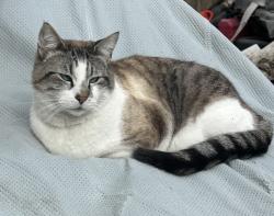Reunited Male Cat last seen 3800s 6000w, West Valley City, West Valley City, UT 84128