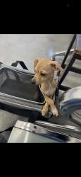Found/Stray Female Dog last seen Decoto, Union City, CA 94587