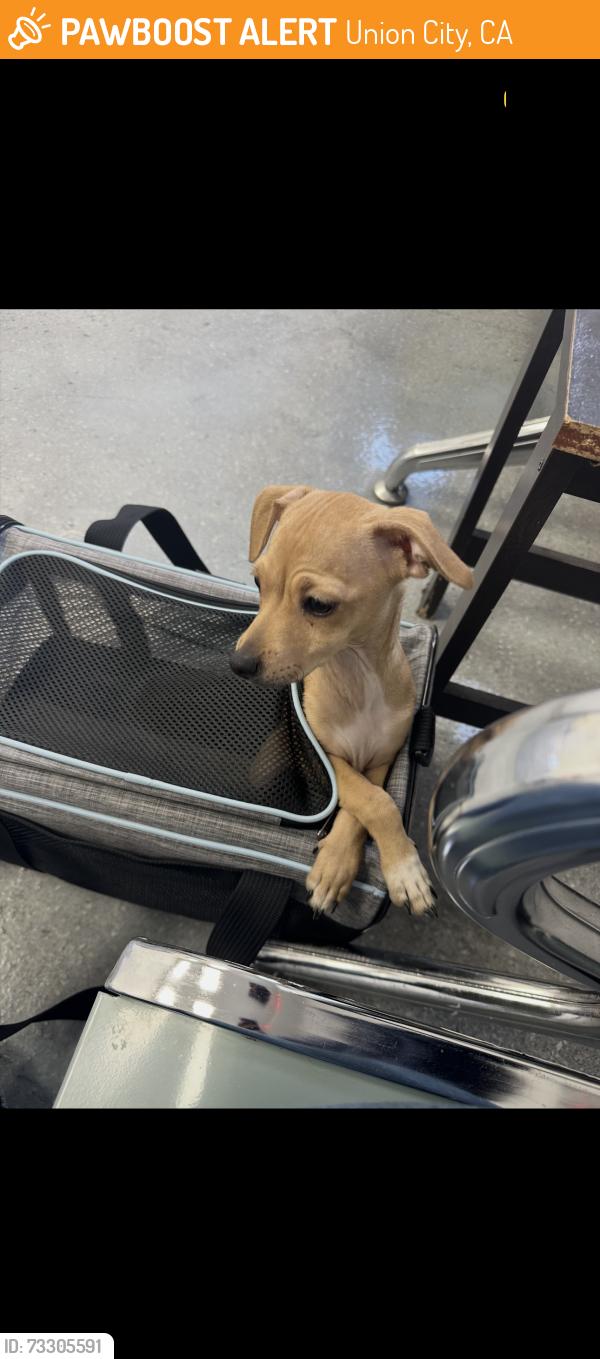 Found/Stray Female Dog last seen Decoto, Union City, CA 94587