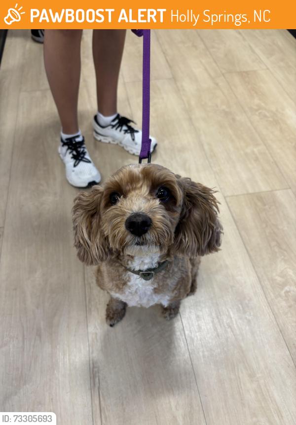 Found/Stray Male Dog last seen S Main Street + E Elm Ave, Holly Springs, NC 27540