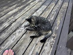 Found/Stray Unknown Cat last seen Woodbine Ave, Knoxville, TN 37914