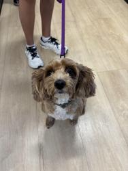 Found/Stray Male Dog last seen S Main Street + E Elm Ave, Holly Springs, NC 27540