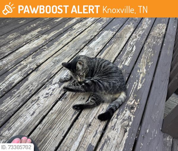 Found/Stray Unknown Cat last seen Woodbine Ave, Knoxville, TN 37914