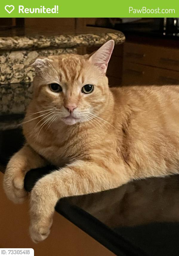 Reunited Male Cat last seen Stirling Rd & N Hills Dr, Hollywood, FL 33021