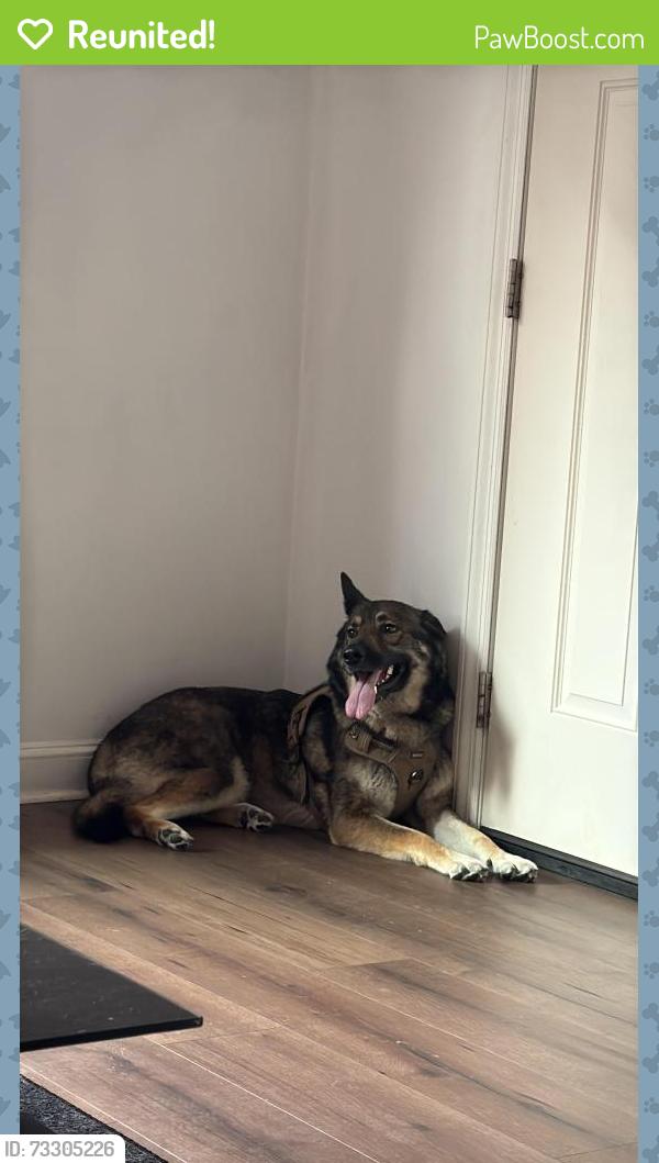 Reunited Female Dog last seen Near La familia mobile kitchen, Fayetteville, NC 28304