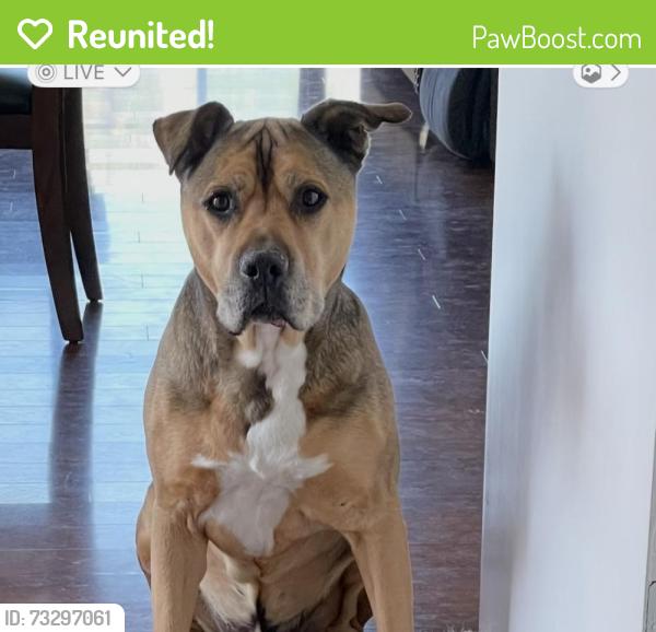 Reunited Male Dog last seen Constellation, Lompoc, CA 93436