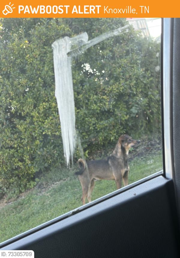 Found/Stray Unknown Dog last seen Weigels, Knoxville, TN 37918