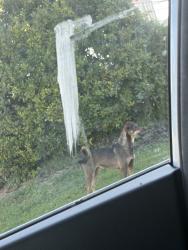Found/Stray Unknown Dog last seen Weigels, Knoxville, TN 37918