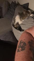 Reunited Female Cat last seen At my hse she jumped out the window she's an indoor cat, Barrow upon Soar, England LE12 8WG