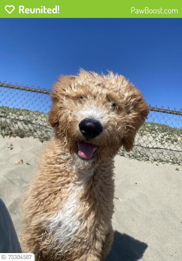 Reunited Female Dog last seen Near Mason st, San Pablo, CA 94806