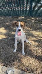 Found/Stray Male Dog last seen Rawlinson middle school, San Antonio, TX 78230